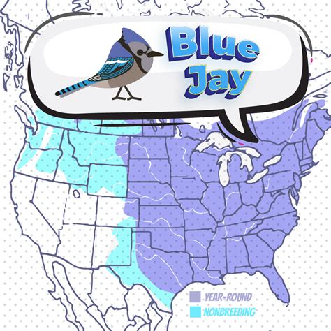 Blue Jay - Bird Watching Academy