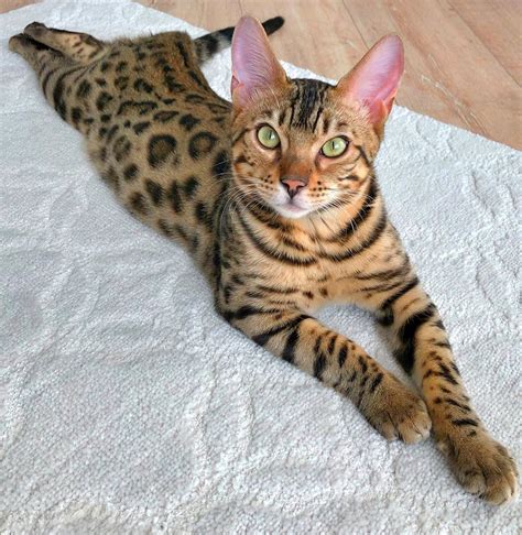 What Is A Bengal Cats Habitat – CatsInfo