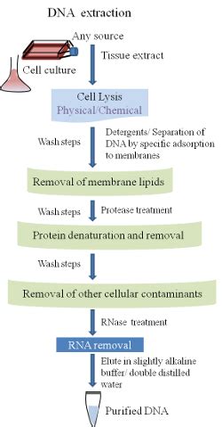 How To Extract Dna From Blood At Home - Grizzbye