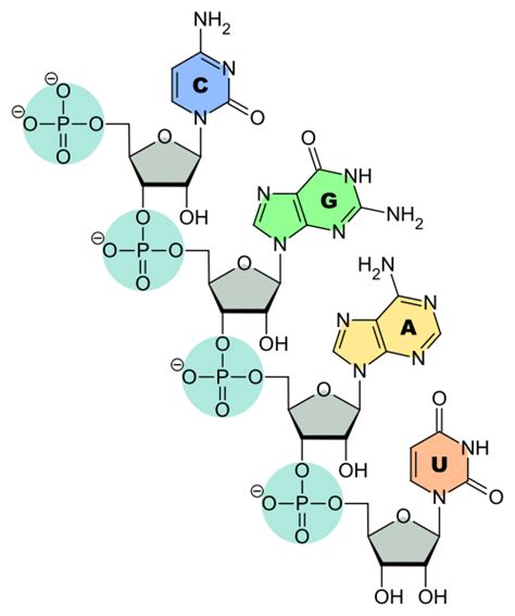 Transfer RNA (tRNA) - Definition, Types and Function | Biology Dictionary