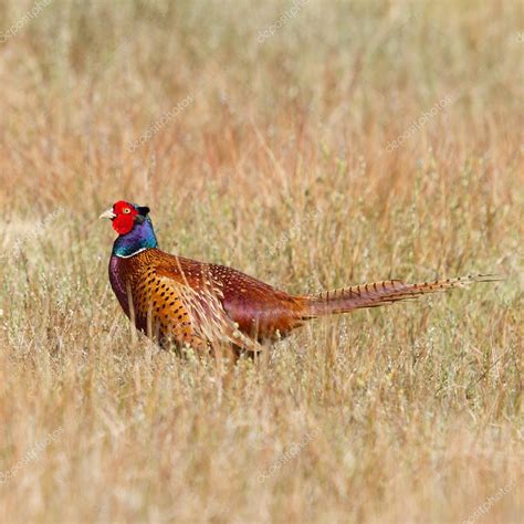 Common Pheasant Natural Habitat - Stock Photo , #AFF, #Natural, # ...