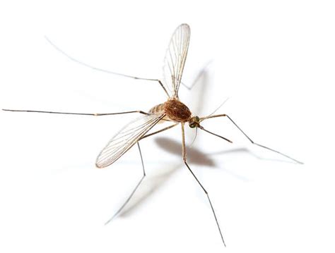 Mosquito Wings Stock Photos, Pictures & Royalty-Free Images - iStock