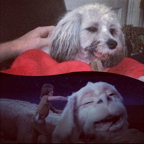 Who's who?? Look alikes, Jamesy & Falcor the Luck Dragon from The Neverending Story | The ...