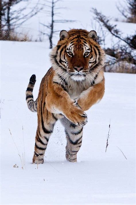 tiger in the snow | Animals beautiful, Animals wild, Tiger