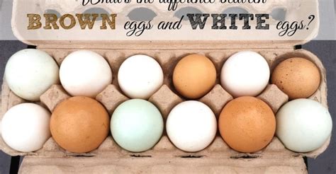 Brown Eggs vs White Eggs: What’s the Difference? | What's Goin On Qatar