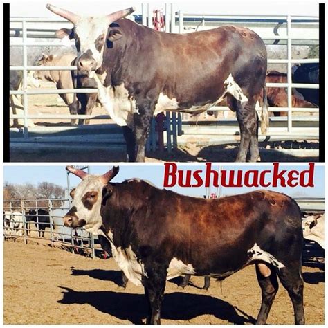 188 best images about Bushwacker, PBR Bucking Bull on Pinterest