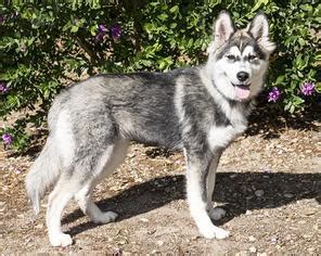 Alusky (Husky Malamute Mix) Info, Training, Puppies and Pictures