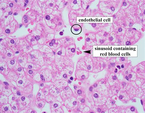 Normal Liver Histology 101 | AASLD