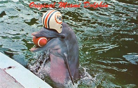 Original Miami Dolphin mascot... - Ghosts of the Orange Bowl