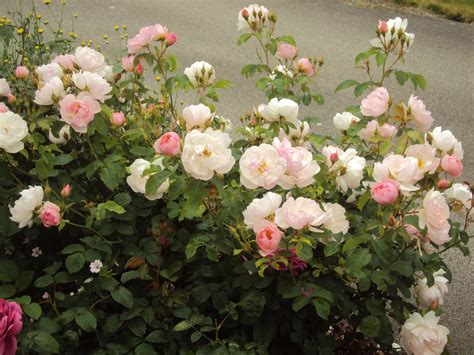 Climbing Rose varieties - opinions and suggestions - Page 2 — BBC ...