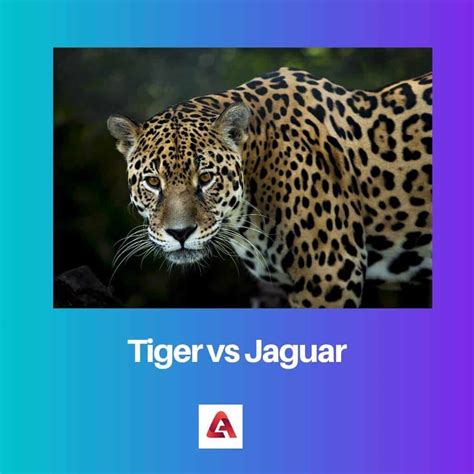 Tiger vs Jaguar: Difference and Comparison