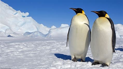 29 Emperor Penguin HD Wallpapers | Backgrounds - Wallpaper Abyss