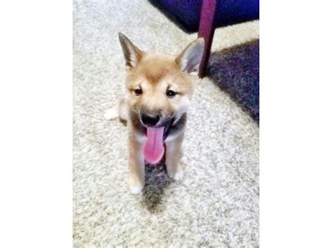 shiba inu puppies for sale in illinois Benton - Puppies for Sale Near Me