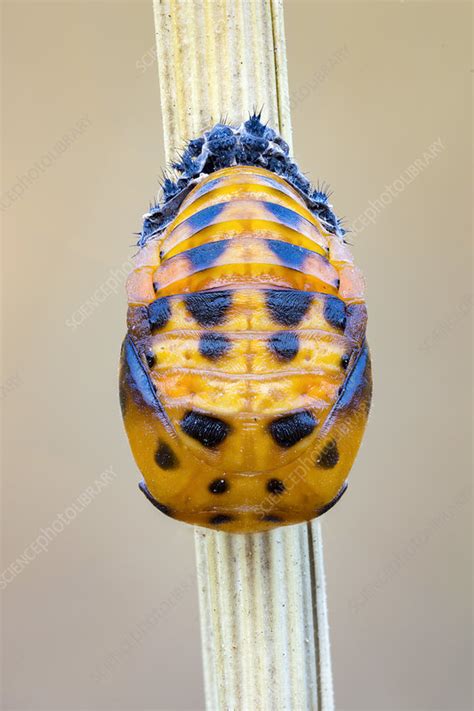 Ladybug pupa - Stock Image - F024/7106 - Science Photo Library