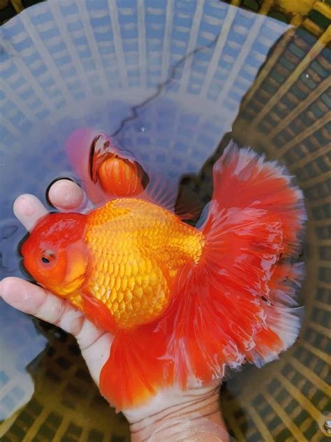 Red Giant Oranda Gold Fish at best price in Chennai | ID: 22734991448