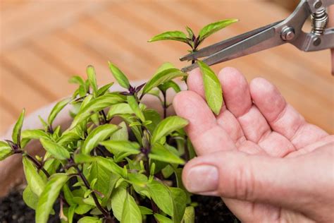 How to Grow Thai Basil in Your Herb Garden