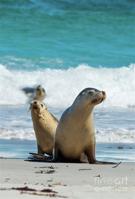 Seal Bay #3 Photograph by Andrew Michael - Fine Art America