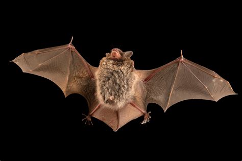 Daubenton's Bat (Myotis daubentonii) - Joel Sartore