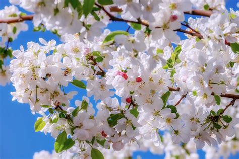 Apple Blossom Flower: Meaning, Symbolism, and Colors | Pansy Maiden