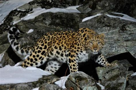 Top 10 facts about Amur Leopards | WWF