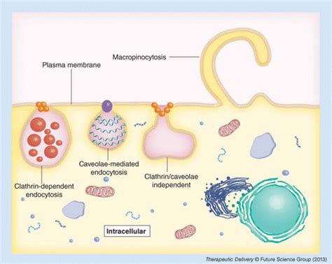 Pinocytosis - Definition and Examples - Biology Online Dictionary