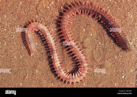 pelagic clam worm Nereis pelagica Stock Photo - Alamy