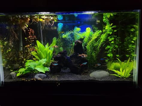 10 Gallon Planted Aquarium : r/Aquariums