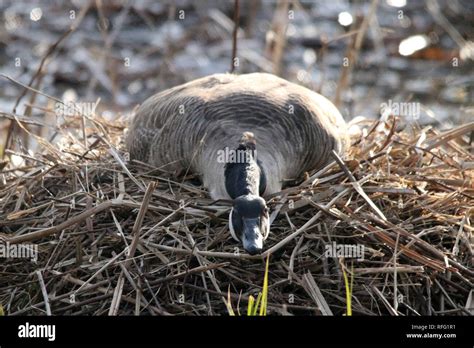 Canada Goose Nesting Stock Photo - Alamy