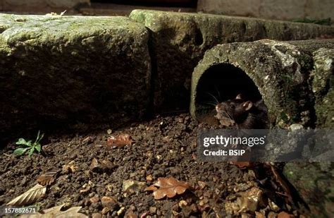 211 Sewer Rat Stock Photos, High-Res Pictures, and Images - Getty Images