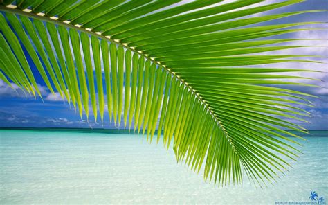 Tropical Palm Tree Wallpaper (56+ images)