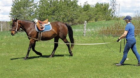 Lunging with Feel – Horse Canada