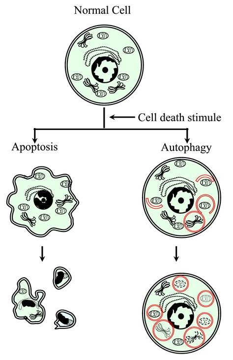 Necrosis as Programmed Cell Death | IntechOpen