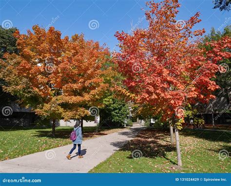 University Campus with Fall Colors Editorial Stock Image - Image of ...