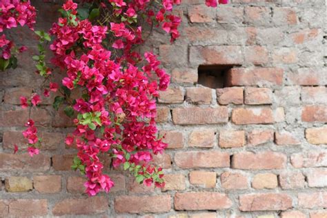 Bougainvillea Wall stock image. Image of lantern, border - 8194035