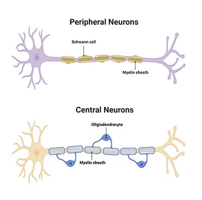 Myelin: It’s Great to Insulate | Bio-Rad