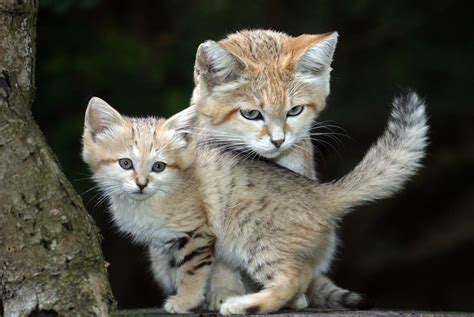 Big Cat 411: All About The Sand Cat