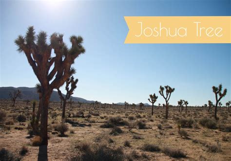 joshua tree teaser new - Roadtrippin'