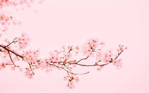 Pastel Aesthetic Cherry Blossom・・・パステルスプリング 高画質の壁紙 | Pxfuel