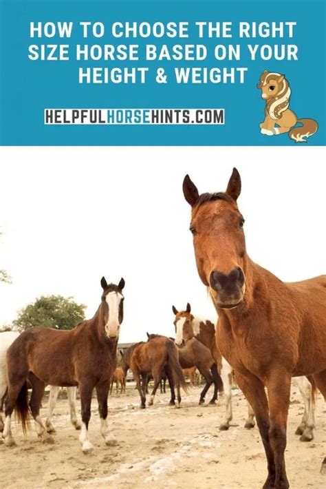 Finding The Right Size Horse for Your Height and Weight - Helpful Horse ...