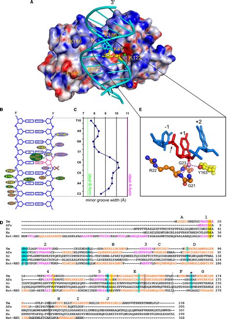 Crystal Structures of RNase H2 in Complex with Nucleic Acid Reveal the Mechanism of RNA-DNA ...