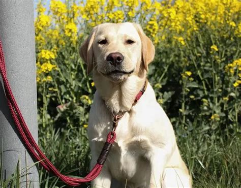 32+ Unique Female Yellow Lab Names