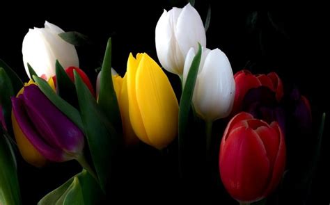 Windows 11 Wallpapers New Mobiles Flowers - IMAGESEE