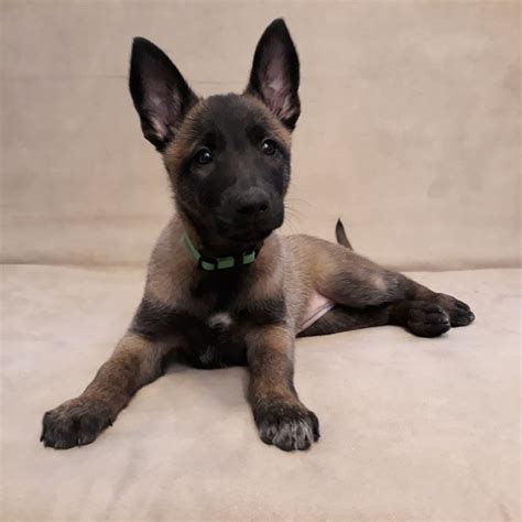 Pumpkin, a Fawn Sable Female Belgian Malinois Puppy 619877 | PuppySpot