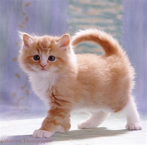 Fluffy ginger female kitten photo WP08482