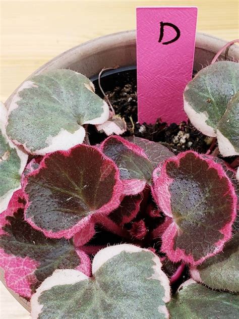 Re-stock RARE Pink Strawberry Begonia 4/Variegated | Etsy