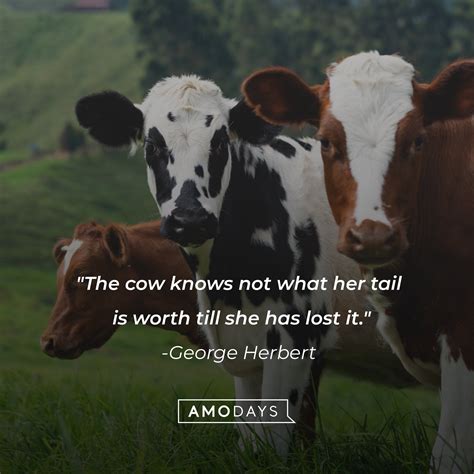 41 Cow Quotes to Make You Laugh, Learn and Think