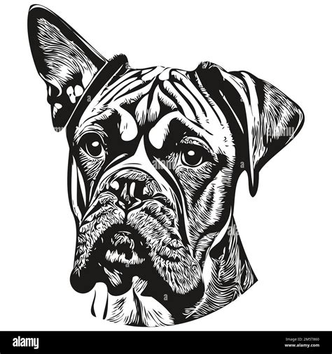 Boxer dog hand drawn illustration, black and white vector pets logo line art Stock Vector Image ...