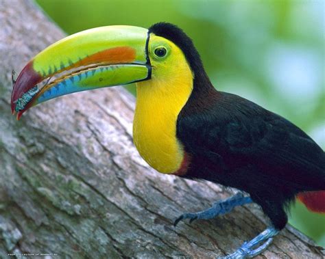 bright toucans, colorful toucans, mother nature