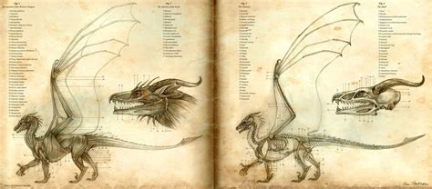 Dragons and Serpents favourites by SabrielDragonkin on deviantART ...