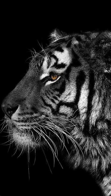 Tiger, HD phone wallpaper | Peakpx